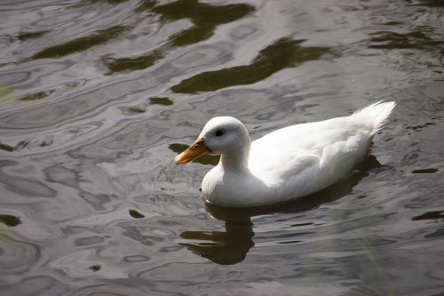 duck water bird water