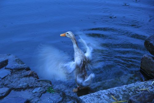 duck moment water