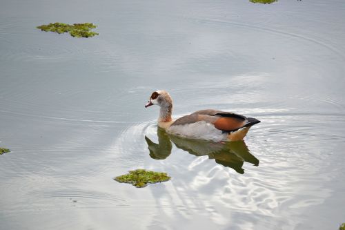 duck pond nature