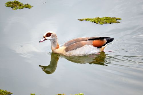 duck bird swimming