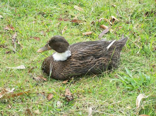 duck ave water animal