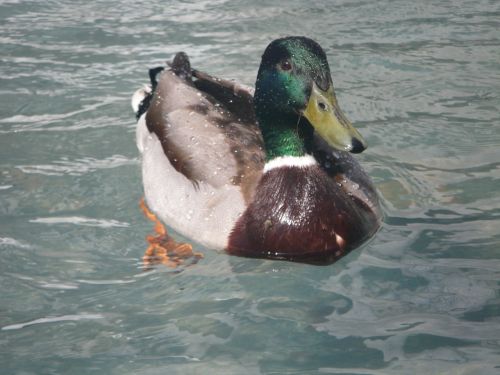 duck schwimmvogel water bird