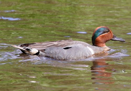 duck teal swimming