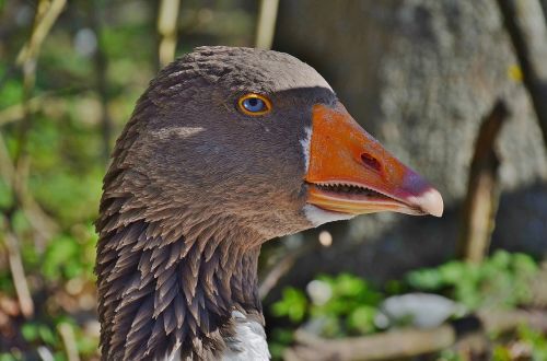 duck geese animal