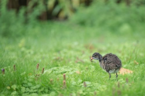 duck chicken young animal