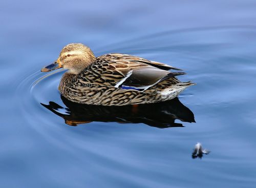 duck female bird