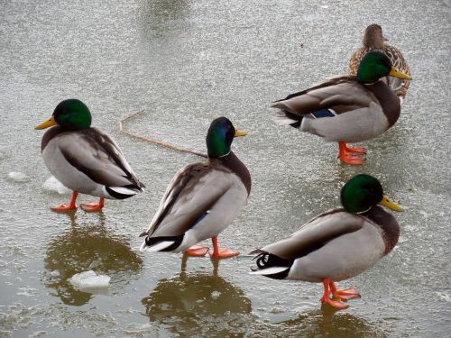 duck ice winter