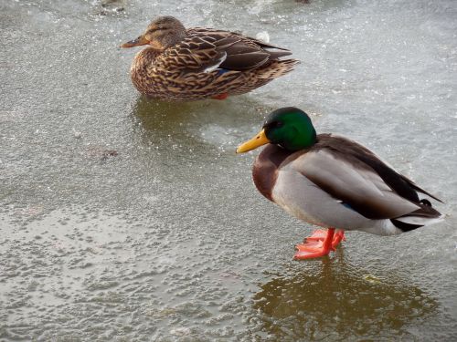 duck ice winter