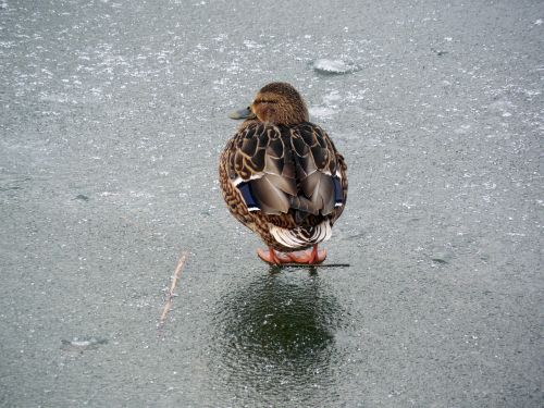 duck ice winter