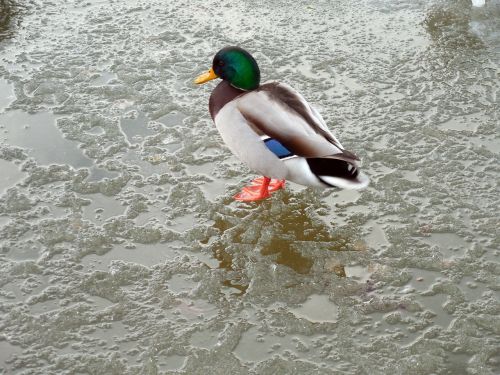 duck ice winter