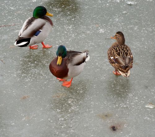 duck ice winter