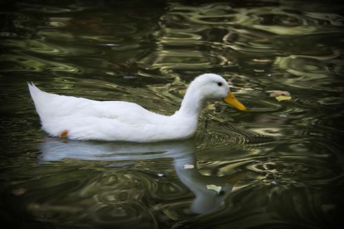 duck pond fauna