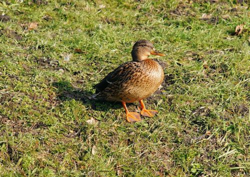 duck female plumage