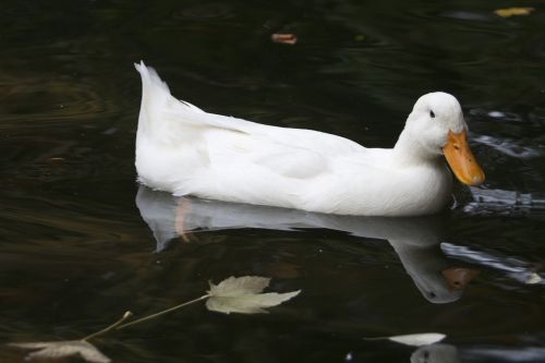 duck white pond