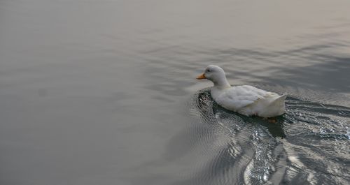 duck water pond