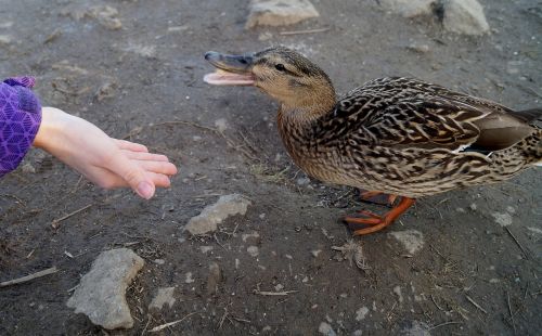 duck feeding pond