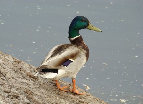 duck mallard bird