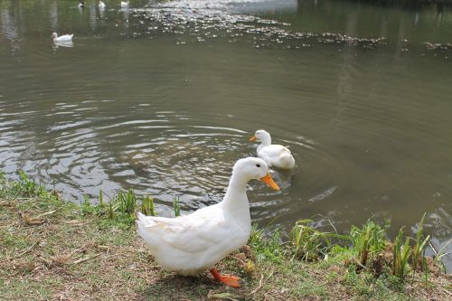 duck ave lake