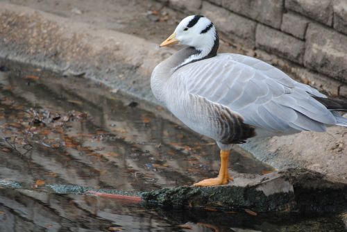 duck white bird