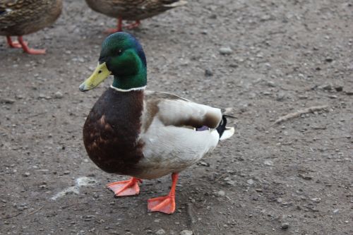 duck mallard bird