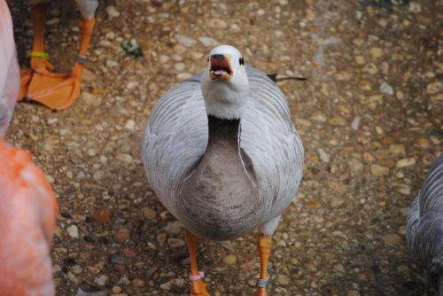 duck quack animal