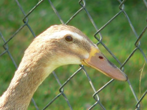 duck poultry bird