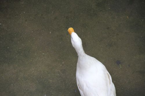 duck bird natural beauty