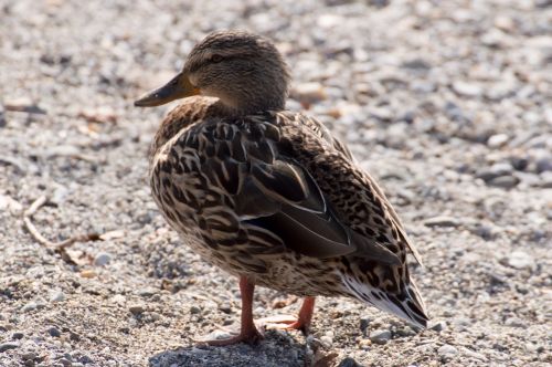 duck water bird poultry