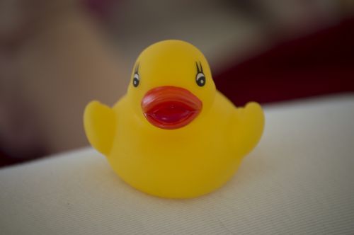 duck swim wet