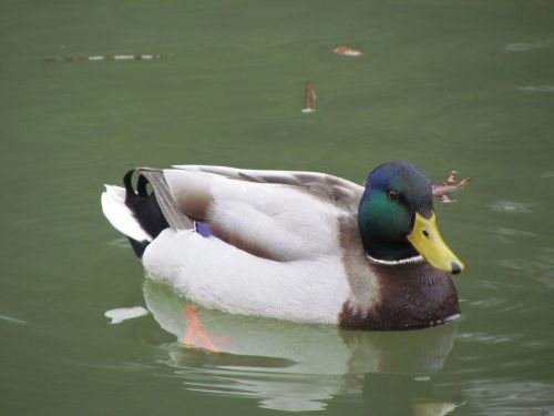 duck pond bird