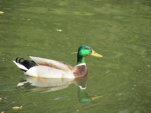 duck bird nature