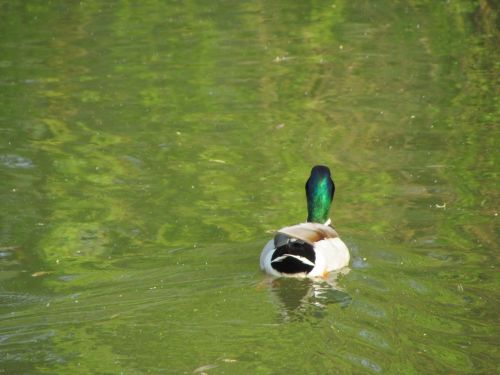 duck bird nature