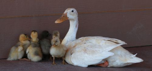 duck chicks bird