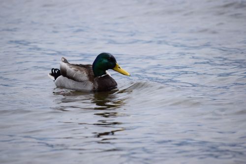 duck lake como