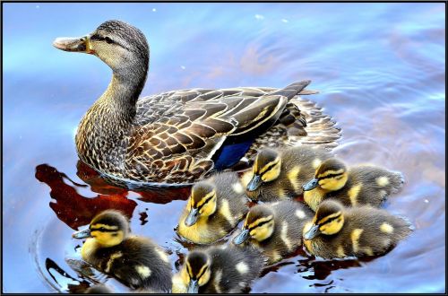 duck ducklings lake