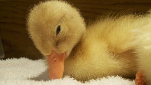duck baby duckling