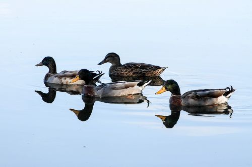duck birds laguna