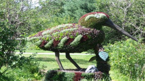 duck garden plant