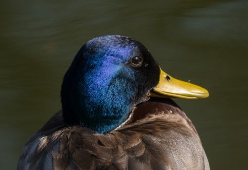 duck bird portrait