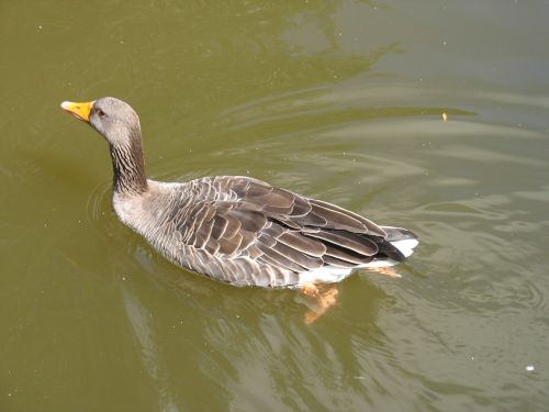 duck goose pond