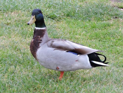 duck garden animal