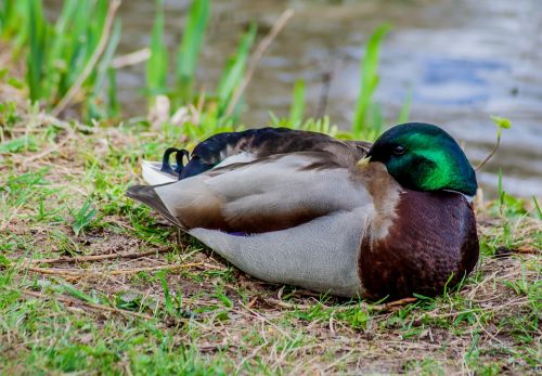 duck nature pond