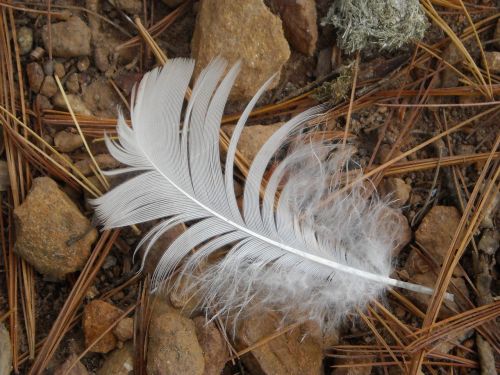 duck feather bird