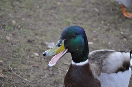 duck nature