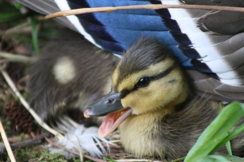 duck cute nature
