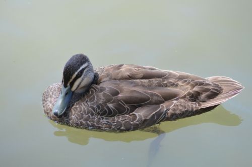 duck lake australia