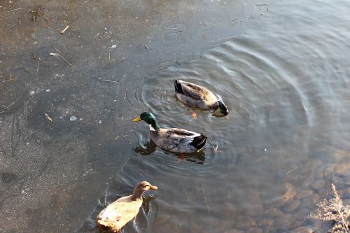 duck mallard duck lake