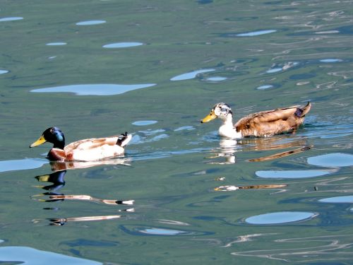 duck water lake