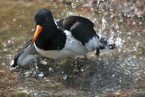 duck water clean