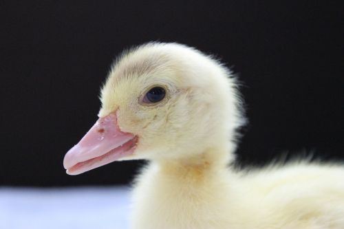 duck duckling animal